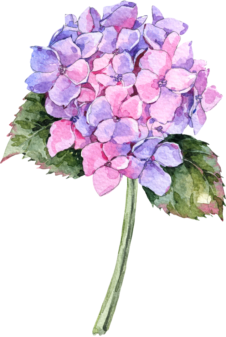 Watercolor botanical hydrangea flowers